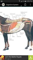 Horse Anatomy