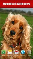 Dog Breeds, HD Catalog