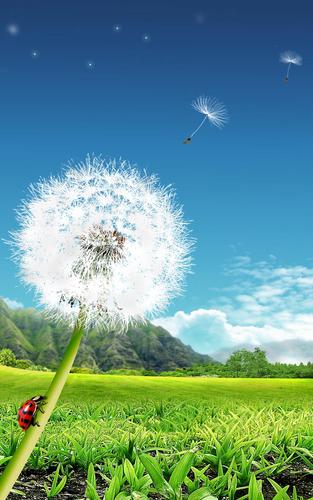 Dandelion Live Wallpaper