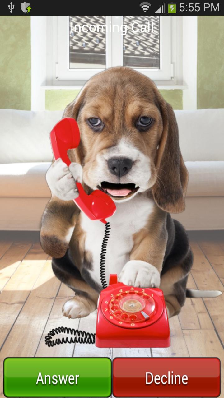 Puppy Call