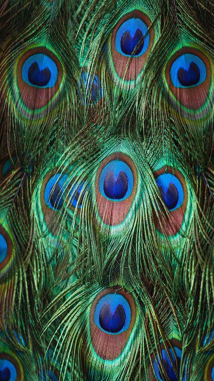 Peacock Feathers Live Wallpaper