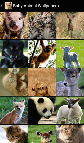 Baby Animal Wallpapers