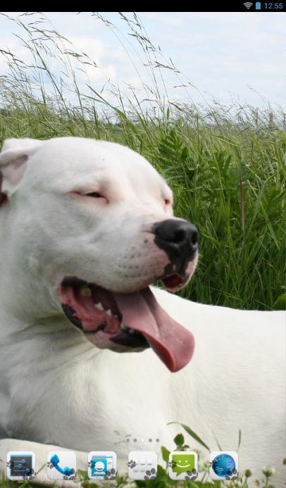 Dogo Argentino Theme