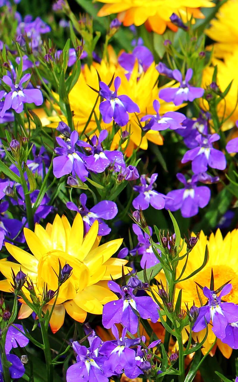 Flowers Live Wallpaper