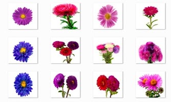 Aster Flower Onet Connect Game