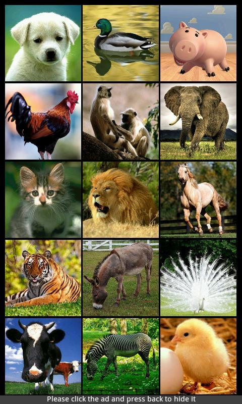 Animal Sounds & Ringtones