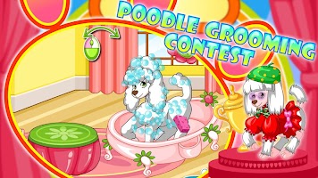 Poodle Beauty Contest