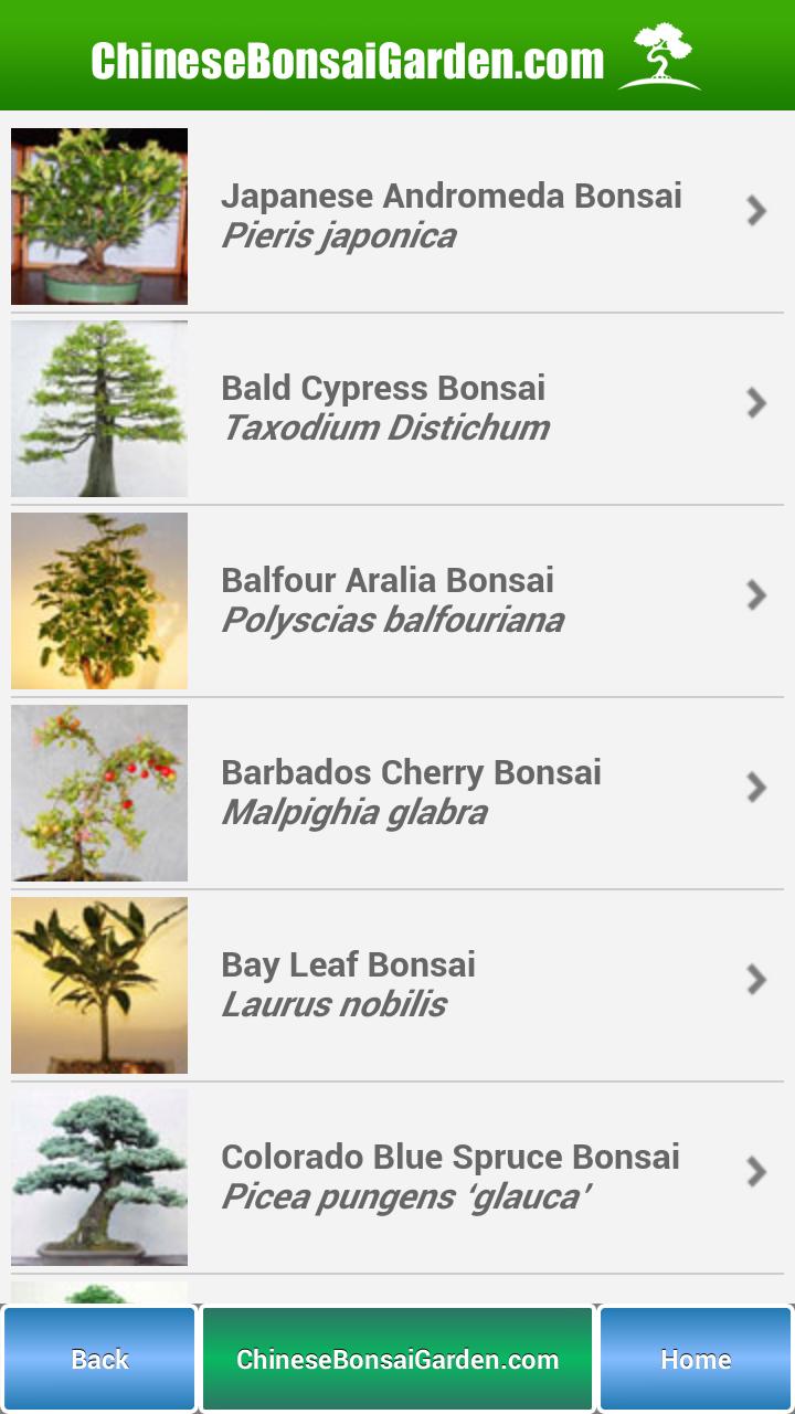 Bonsai Garden