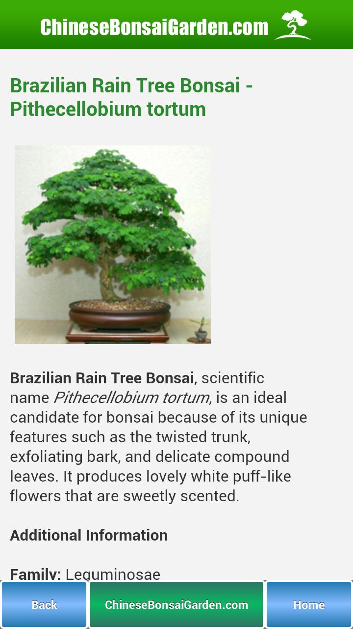 Bonsai Garden
