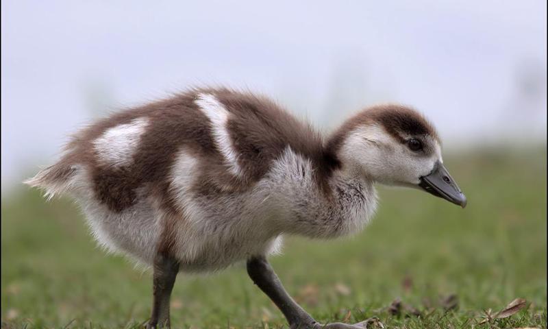 Goose wallpapers