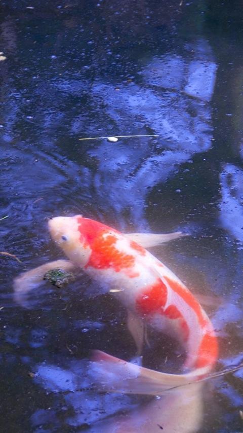Koi Wallpapers