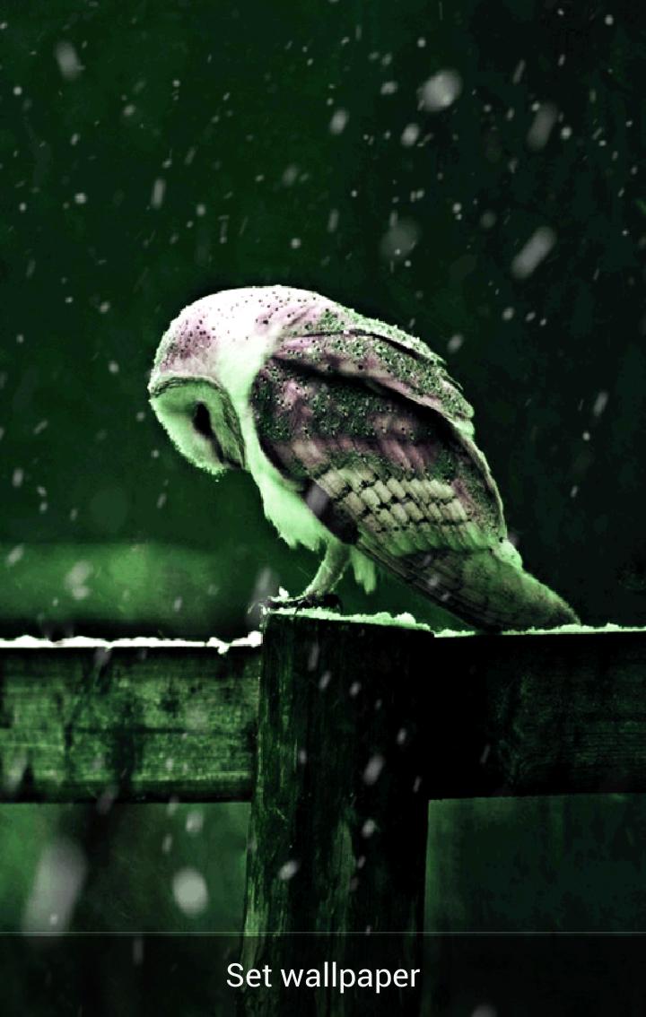 Owl Live Wallpaper