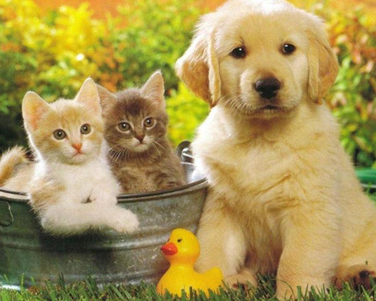 Puppy and Kitten Jigsaw Puzzle